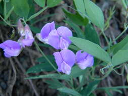 Imagem de Lathyrus nevadensis var. pilosellus