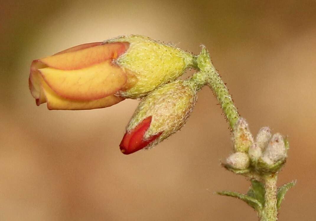 Image of Hermannia pulverata Andr.