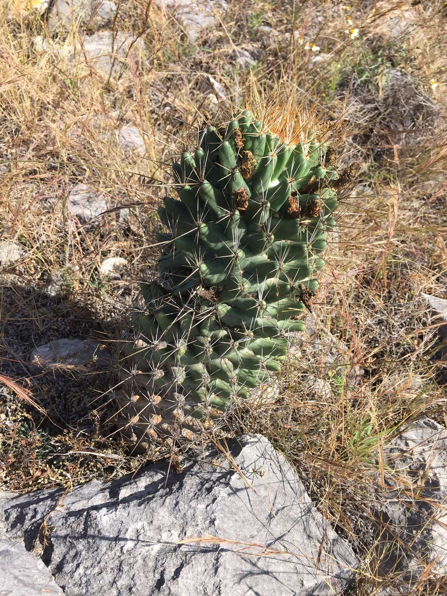 Image of Coryphantha octacantha (DC.) Britton & Rose