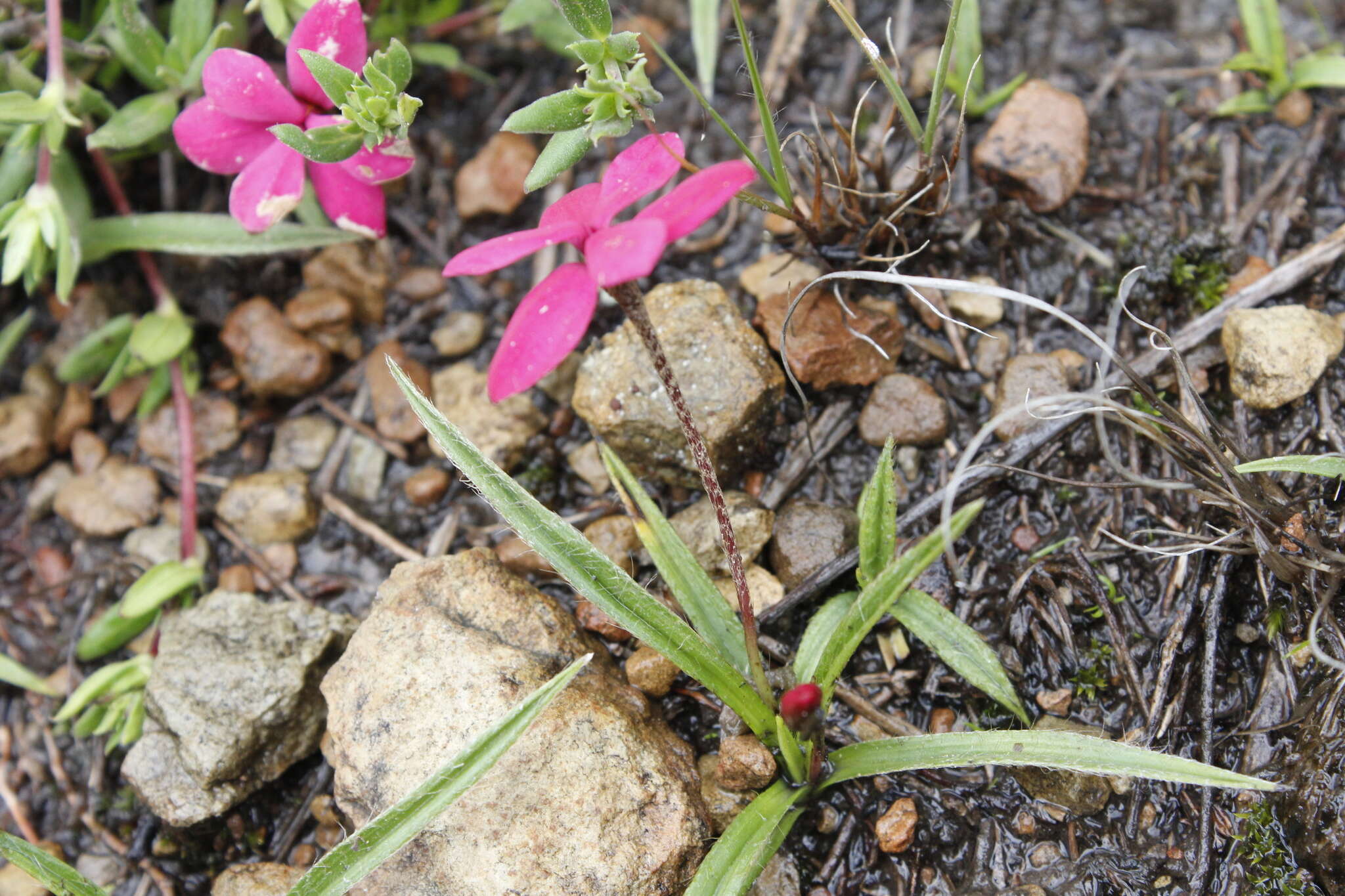 Image of Rhodohypoxis baurii var. baurii