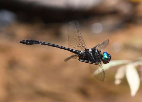 Image of Macromia cincta Rambur 1842