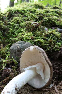 Image of Amanita submaculata Peck 1900