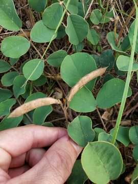 Image of Edwards Plateau hoarypea