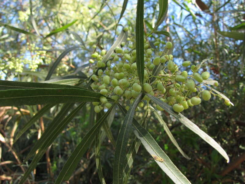 Image of African sumac