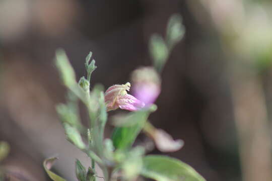 Image of Justicia salviiflora Kunth