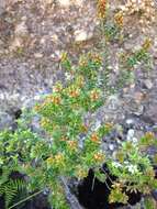 Image of Epacris pauciflora A. Rich.