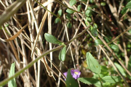 Слика од Chaenorhinum origanifolium (L.) Fourr.