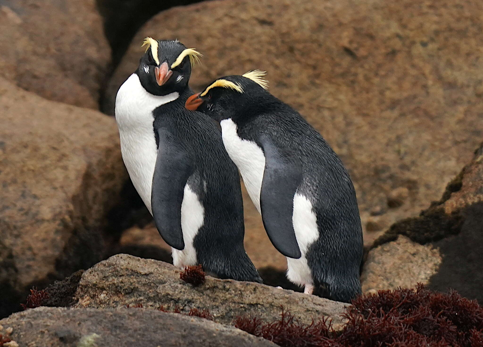 Image of Fiordland Crested Penguin