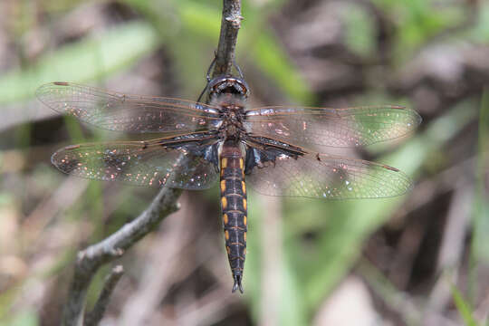 Image of Mantled Baskettail