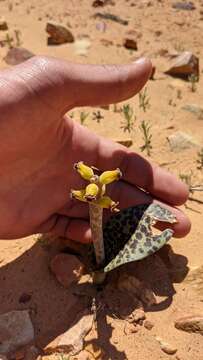 Imagem de Lachenalia karoopoortensis G. D. Duncan