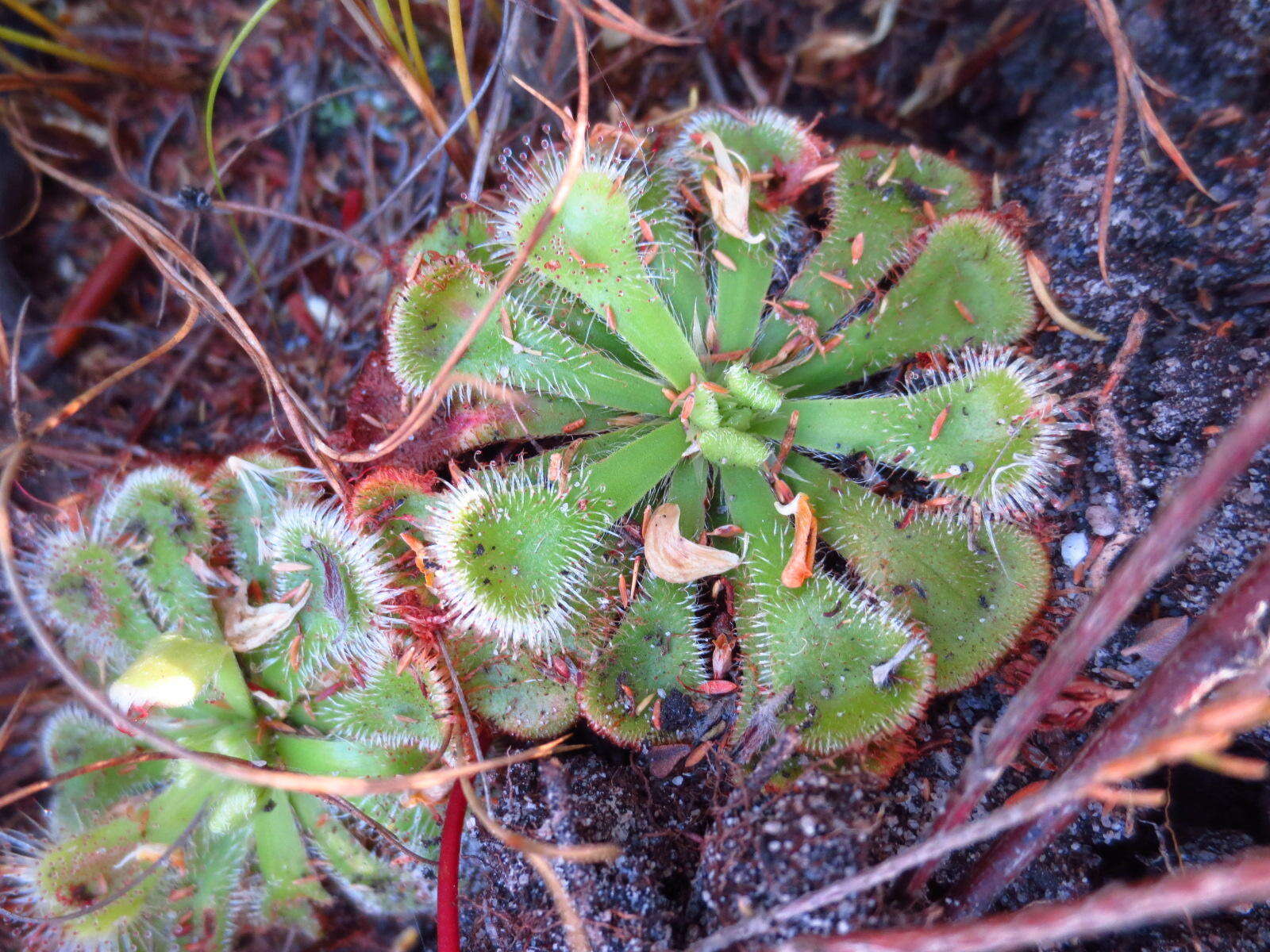 Drosera xerophila的圖片