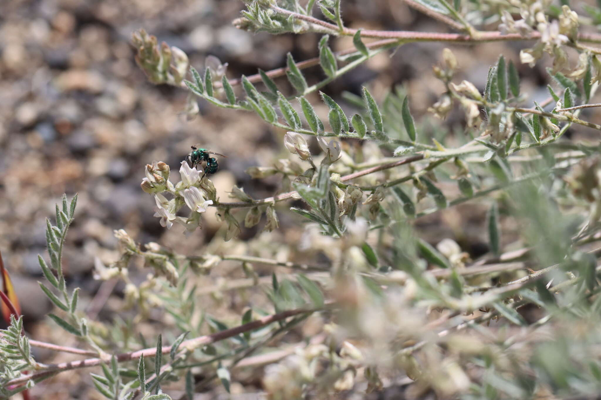 Imagem de Astragalus lyallii A. Gray