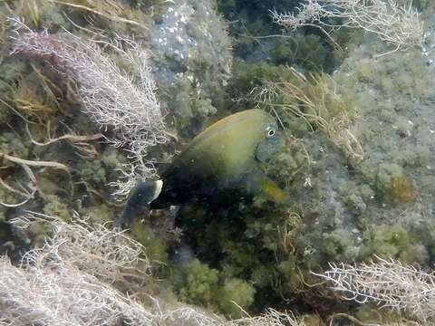 Image of Earbar Surgeonfish