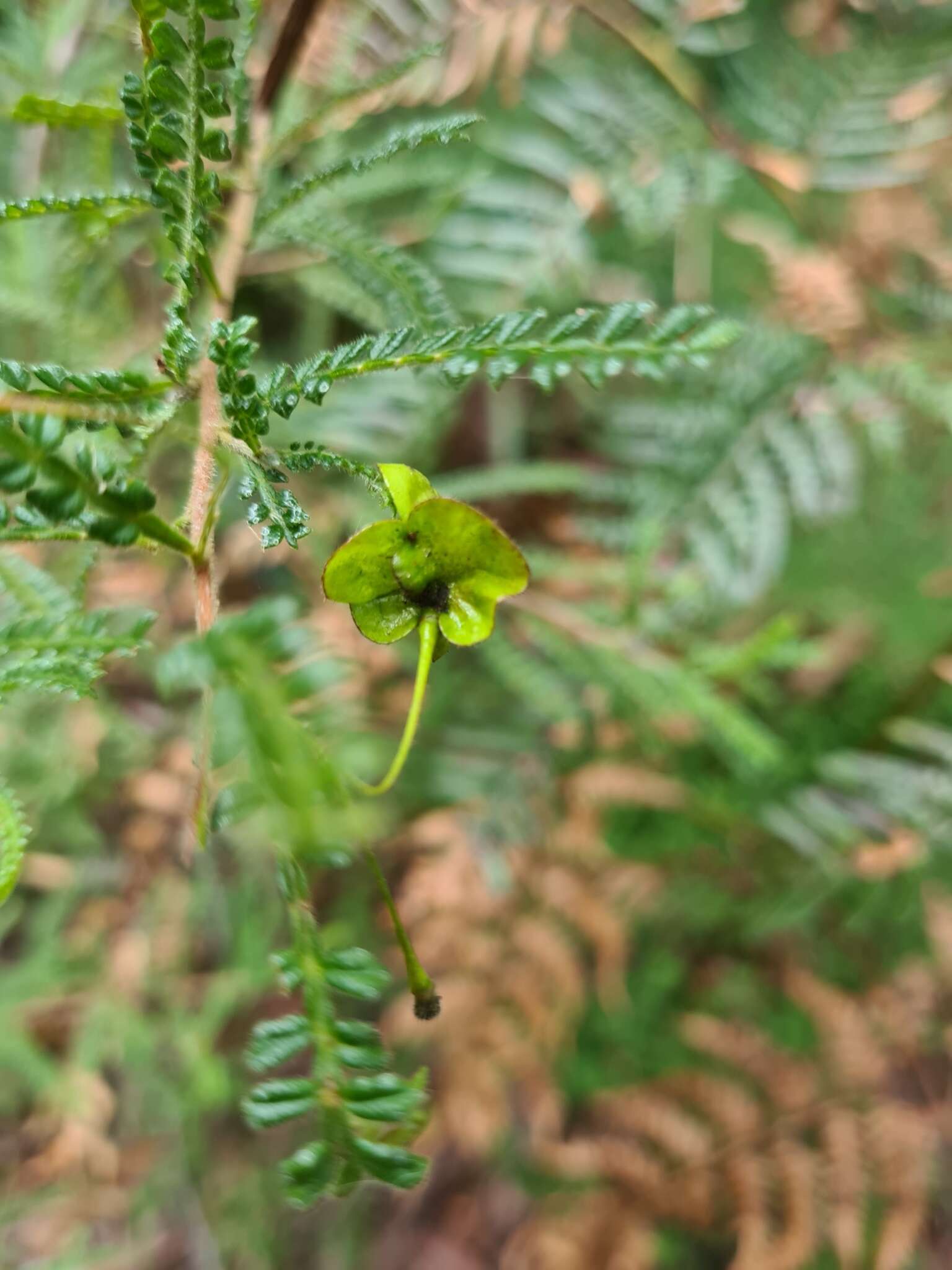 Image of Dodonaea multijuga G. Don