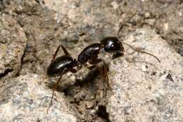 Camponotus tergestinus Mueller 1921的圖片