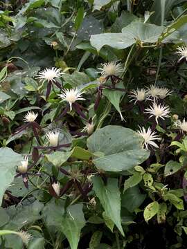 Image of Clematis tashiroi Maxim.