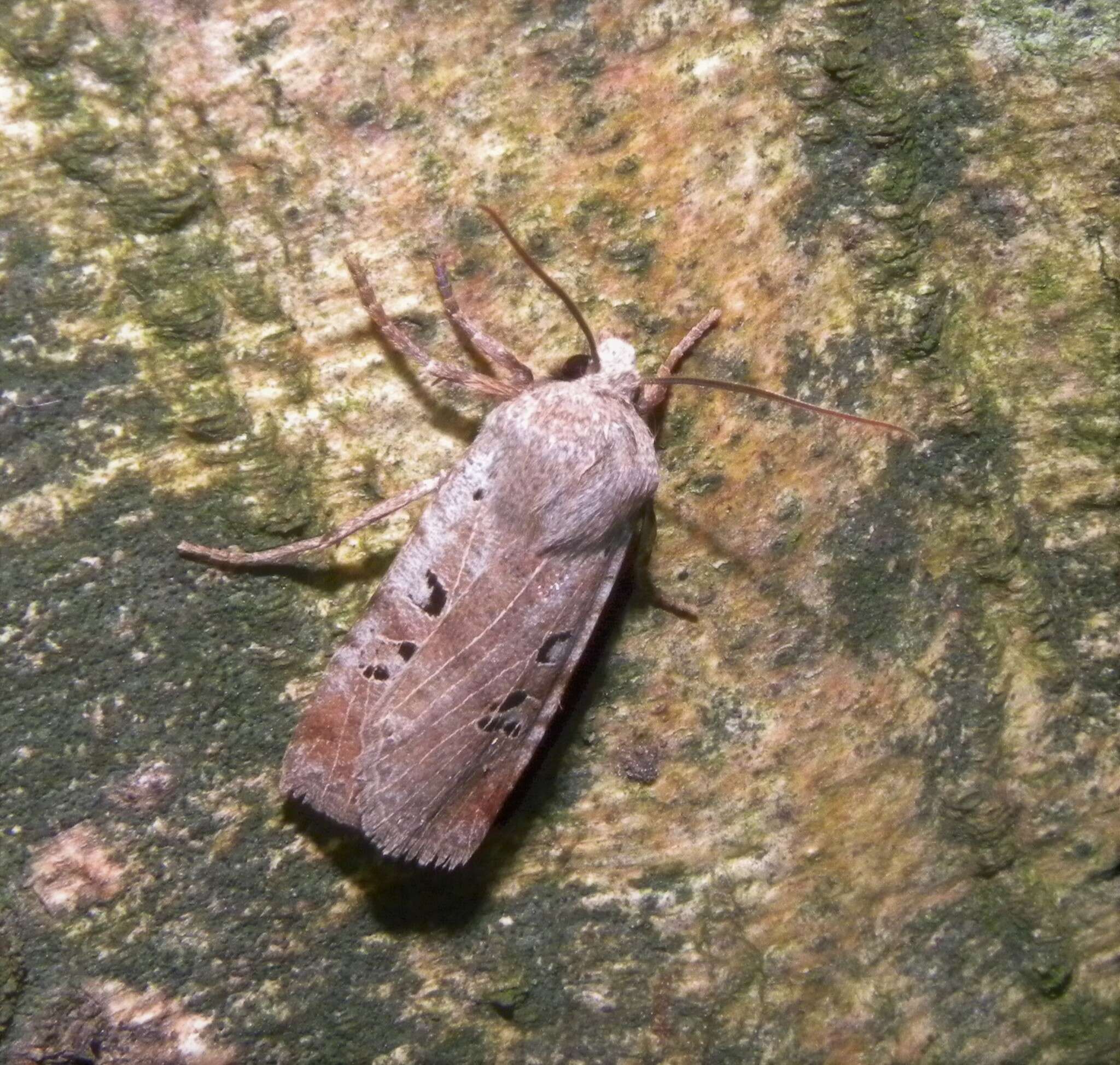 Image of black-spot chestnut