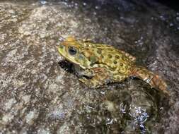 Rhinella rubescens (Lutz 1925) resmi