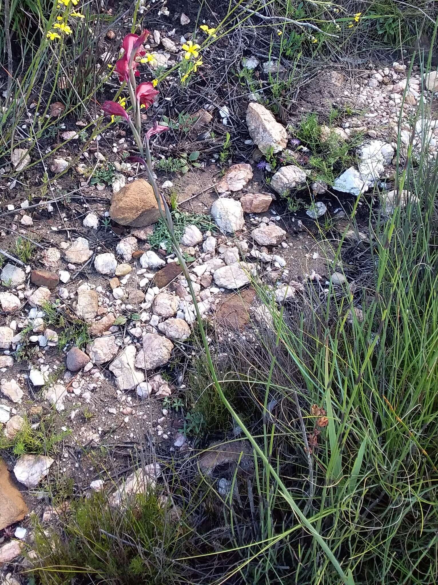 Image of Gladiolus guthriei F. Bolus