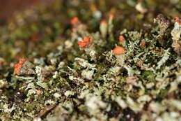 Image of cup lichen