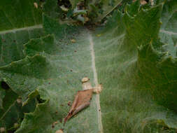 Image of Cotton Thistle