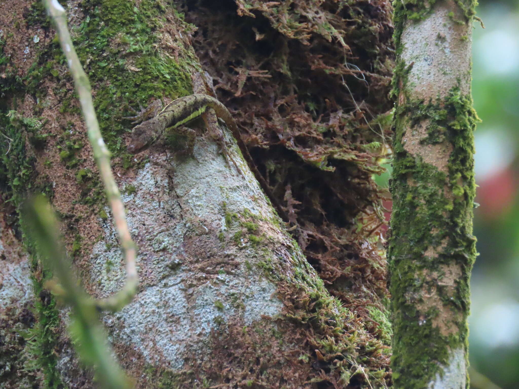 Image of Townsend's Anole