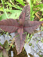 Image of Virginia water horehound