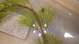 Image of fanwort