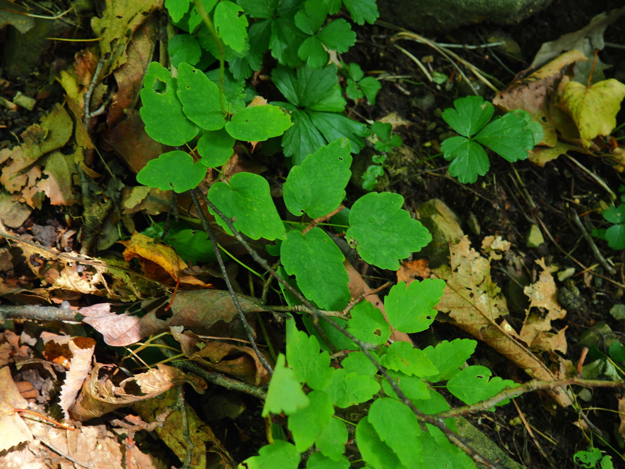 Sivun Thalictrum tuberiferum Maxim. kuva