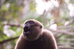 Image of Colombian Woolly Monkey