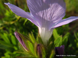 Image of Barleria monticola Oberm.