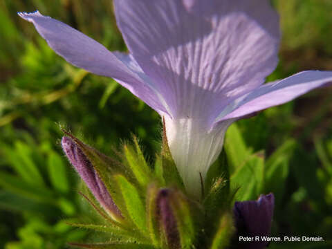 Plancia ëd Barleria monticola Oberm.