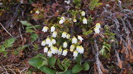 Image of white arctic mountain heather