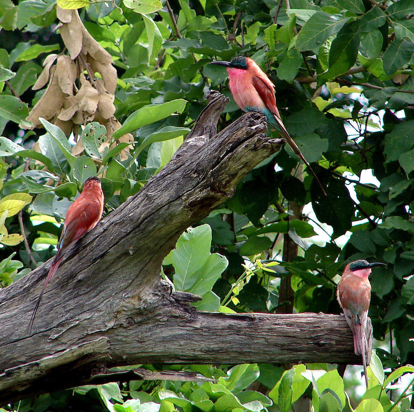 Imagem de Merops nubicoides Des Murs & Pucheran 1846