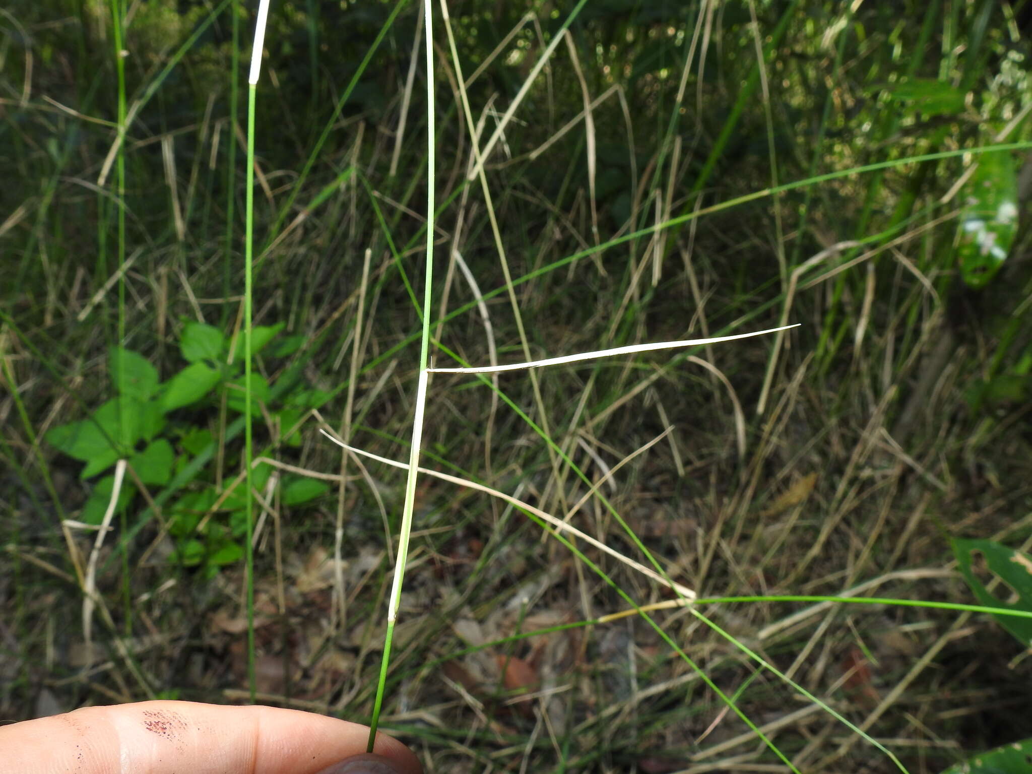 Image of River grass