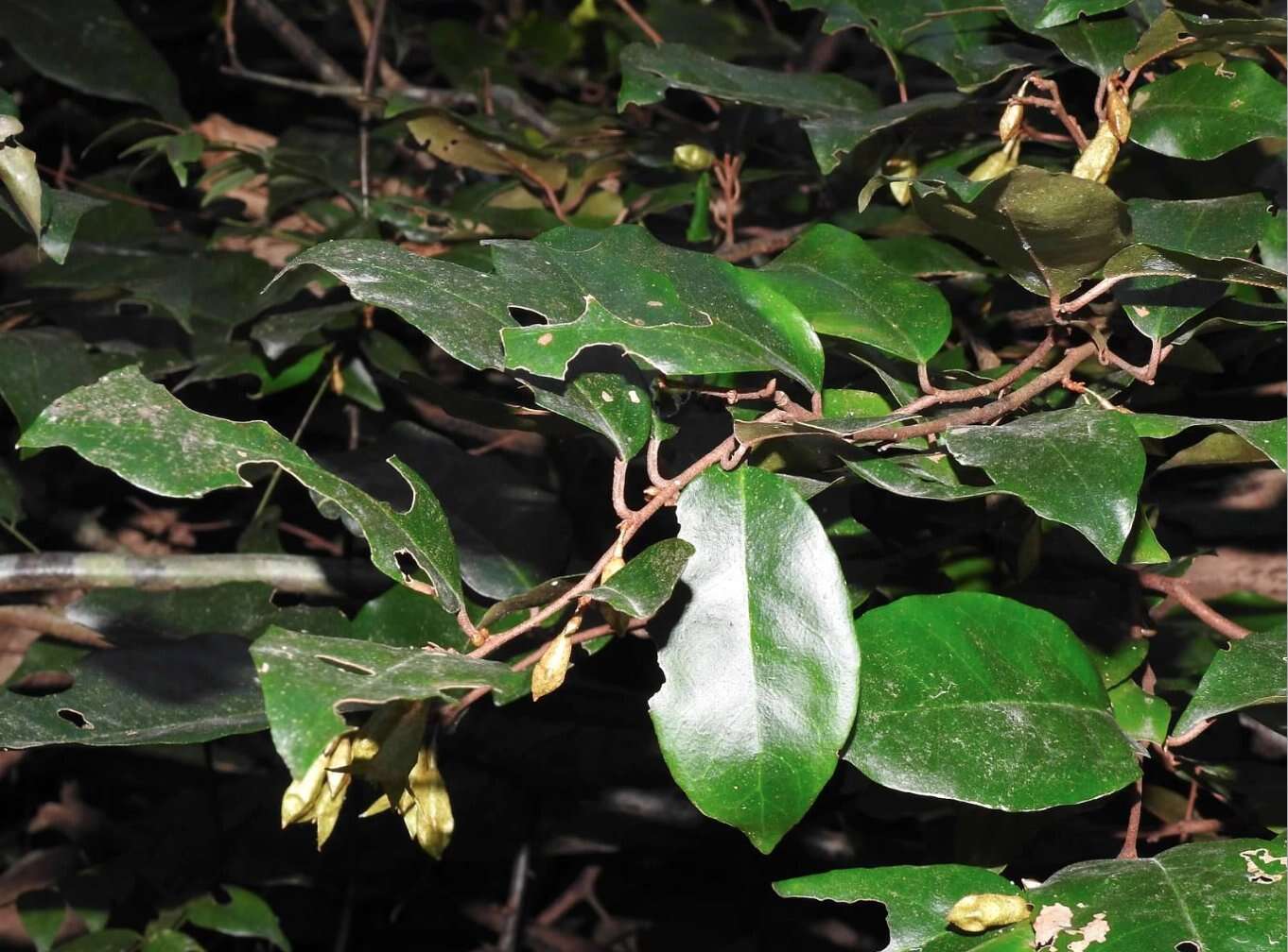 Image of Elaeagnus loureiroi Champ. ex Benth.