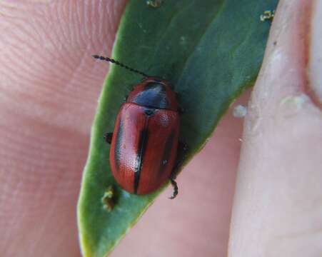 Image of <i>Entomoscelis adonidis</i>