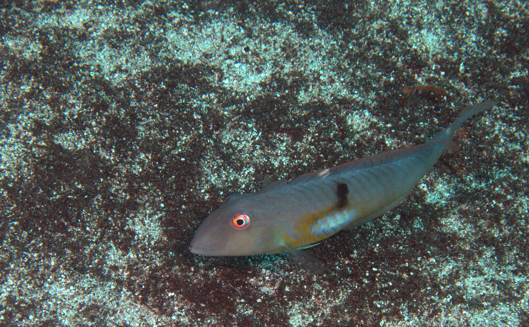 Image of Finspot razorfish