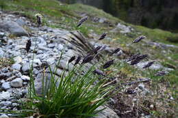 Imagem de Sesleria caerulea (L.) Ard.