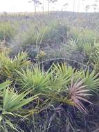 Image of Caribbean crabgrass