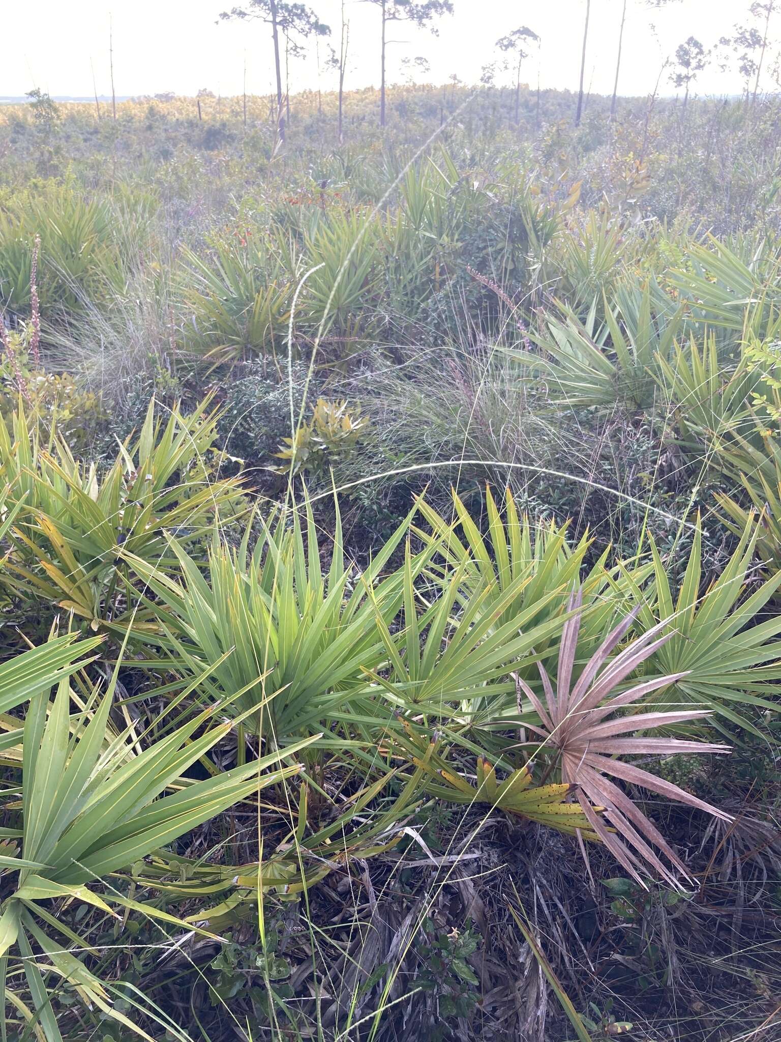 Image of Caribbean crabgrass