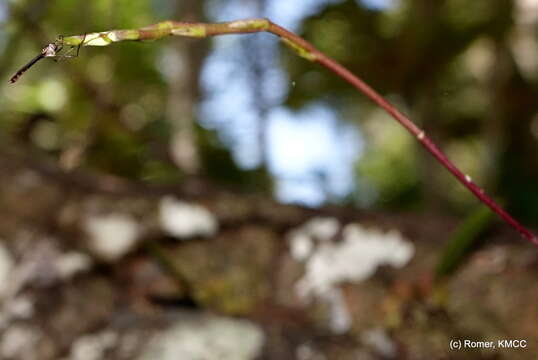 Image of Bulbophyllum erectum Thouars