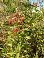 Image of common buttonbush