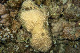 Image of hedgehog coral