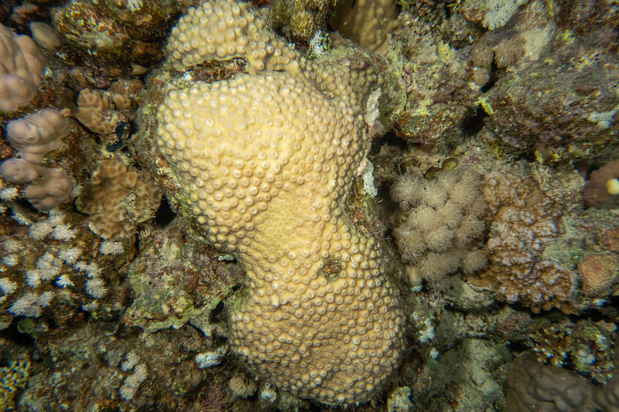 Image of hedgehog coral