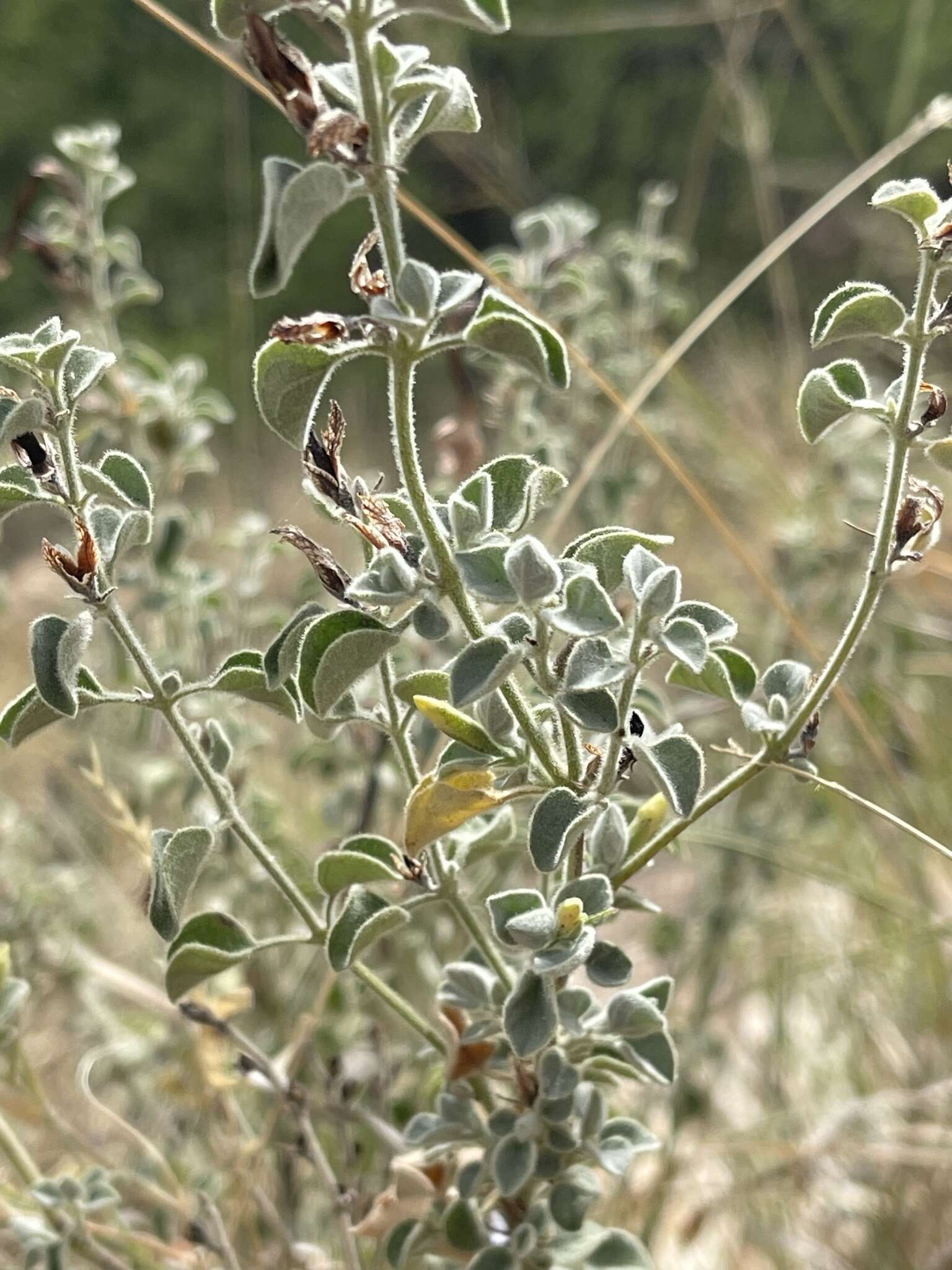 Image of Barleria heterotricha Lindau