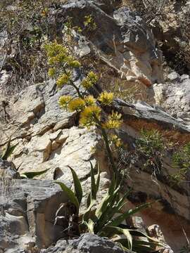 صورة Agave kewensis Jacobi