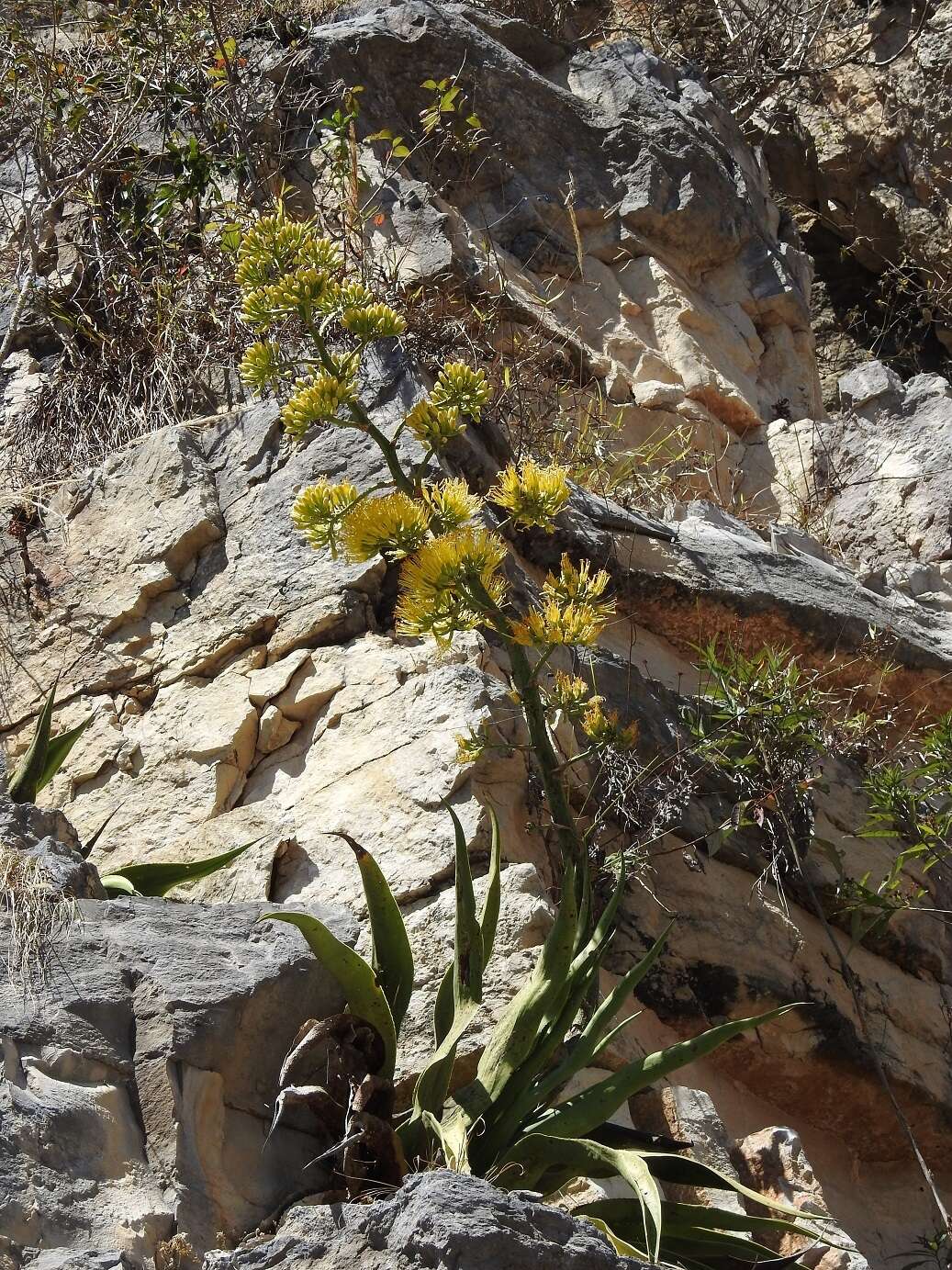 Image of Grijalva's agave