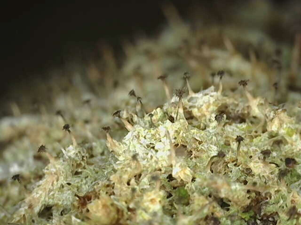 Image of American gomphillus lichen