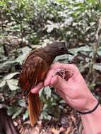 Image of Red-tailed Ant-Thrush